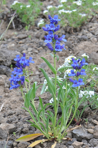 upland beardtongue (Penstemon saxosorum)