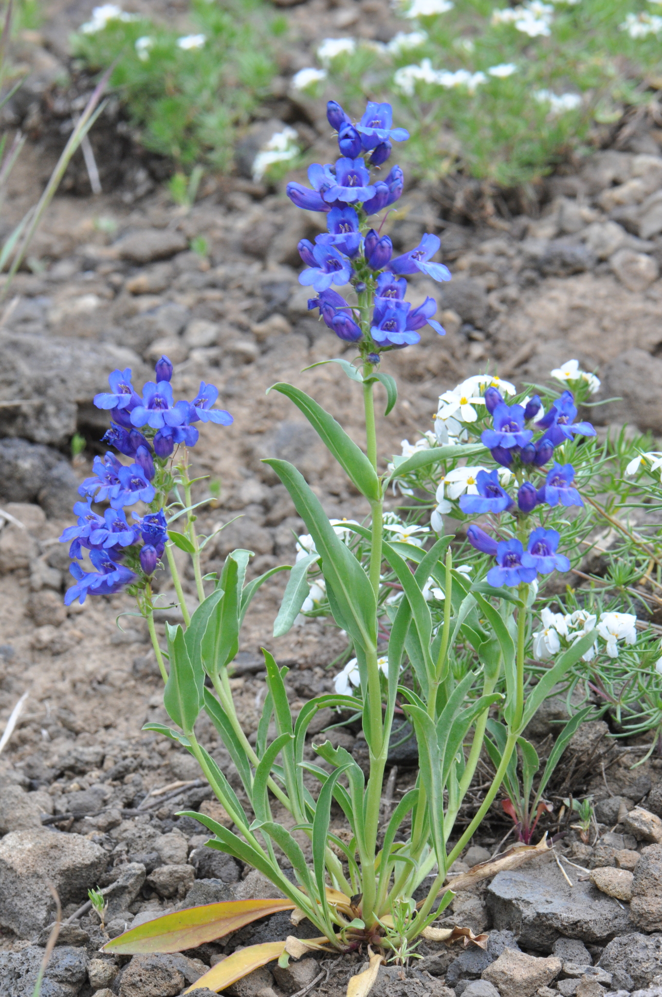 Penstemon saxosorum