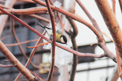 Parus major