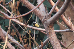 Parus major
