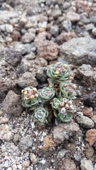 Draba obovata