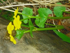 Caltha sibirica