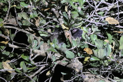 Pseudocheirus occidentalis