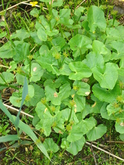 Caltha sibirica