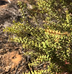 Melaleuca acuminata