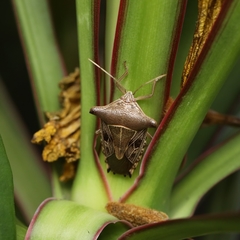 Pentatomidae