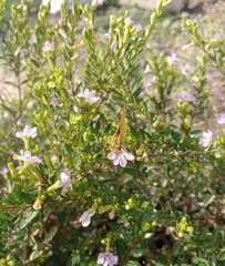Lepidoptera