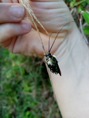 Ctenioschelus goryi