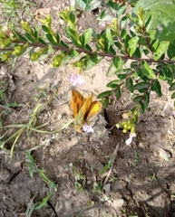 Lepidoptera
