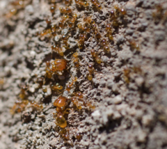 Pheidole cerebrosior