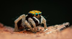 Maratus purcellae