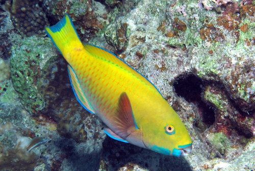 Steephead Parrotfish