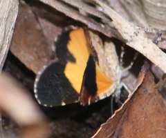 Heterusia