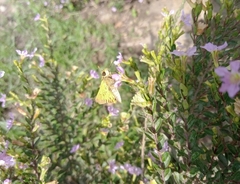 Lepidoptera