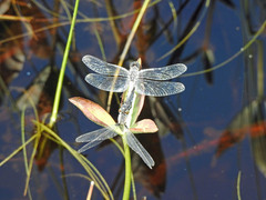 Leucorrhinia frigida