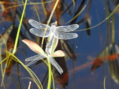 Leucorrhinia frigida