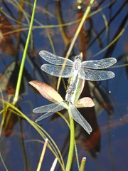 Leucorrhinia frigida