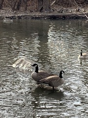 Branta canadensis