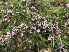 Thryptomene