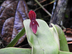 Pleurothallis adonis
