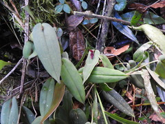 Pleurothallis adonis