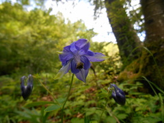 Aquilegia dumeticola