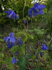 Aquilegia dumeticola