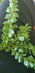 Acacia cultriformis