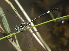 Austroepigomphus praeruptus