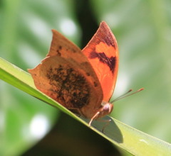 Fountainea eurypyle confusa