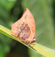 Fountainea eurypyle confusa