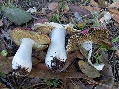 Russula californiensis