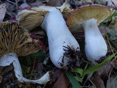 Russula californiensis
