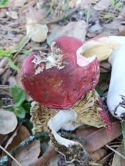 Russula californiensis