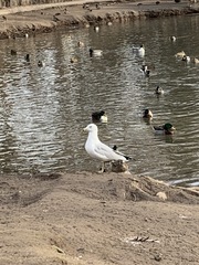 Larus delawarensis