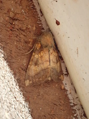 Papaipema cataphracta