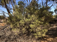 Melaleuca acuminata