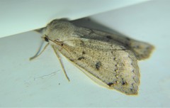 Scolecocampinae