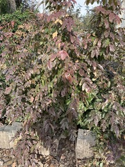 Berberis aquifolium