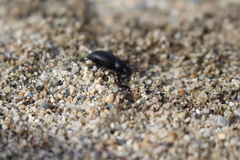 Tentyria mucronata