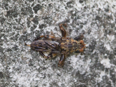 Ropalomeridae