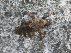 Ropalomeridae