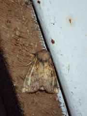 Papaipema cataphracta