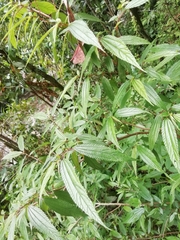 Boehmeria densiflora