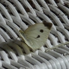 Pieris rapae