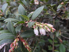 Vaccinium meridionale