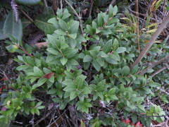 Vaccinium meridionale
