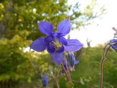 Aquilegia dumeticola