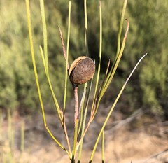 Grevillea pterosperma