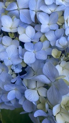 Hydrangea macrophylla